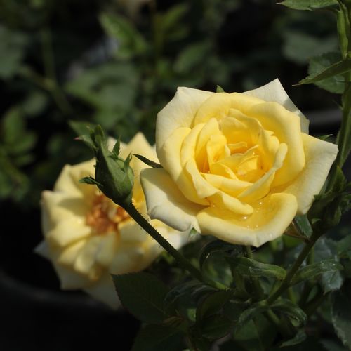 Rosa Mandarin® - amarillo - Árbol de Rosas Miniatura - rosal de pie alto- forma de corona compacta